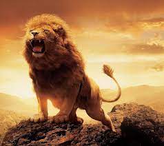 lion strong lion hd wallpaper peakpx