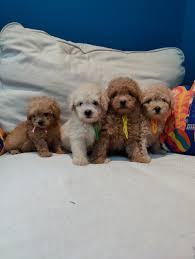 toy poodle puppies in uae