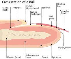 nail description properties and causes