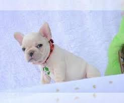 Read more about this dog breed on our french bulldog breed information page. View Ad French Bulldog Puppy For Sale Near Texas Houston Usa Adn 197188