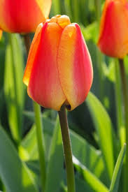 beautiful tulip photos free 4