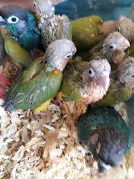 Conure Parrot Babies Various Types Tropic Island Bird