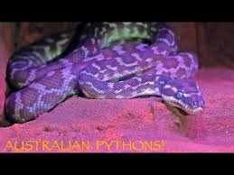 amazing australian pythons you