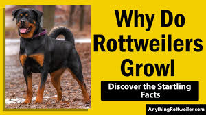 why do rottweilers have eyebrows