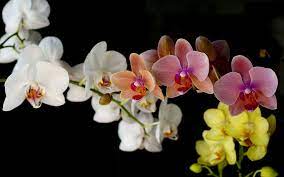 orchids wallpapers wallpaper cave