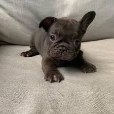 Explore 191 listings for pug puppies available now at best prices. Available Pug Puppies Frenchies Pug Puppy Pug Puppy For Sale Near Me