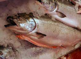 species of pacific salmon