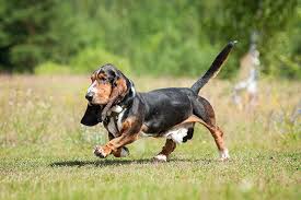 Basset hounds are noble dogs that are mostly known and seen as the hush puppy in the famous footwear the price is affected by different factors, though, such as the breeder's location and popularity, the gender you prefer, and even the pup's availability. Basset Hound Dog Breed Information