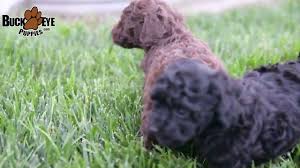 lovable toy poodle puppies you