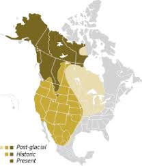 Image result for grizzly bear distribution