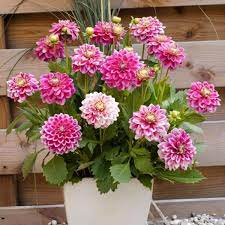 We did not find results for: Van Zyverden Dahlias Go Go 2 Tone Bulbs Set Of 3 11220 The Home Depot