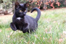 تفسير حلم القطة السوداء للعزباء