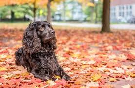 The boykin spaniel breed is a tough, energetic, and enthusiastic hunting dog, yet gentle and contented in the home. Boykin Spaniel Facts And Beyond Biology Dictionary