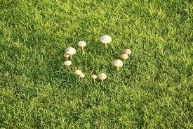 Image result for fairy ring