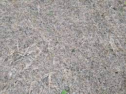 Examples of warm season grasses are zoysia, bermuda grass, st. Is This Thatch In Centipede Lawnsite Is The Largest And Most Active Online Forum Serving Green Industry Professionals