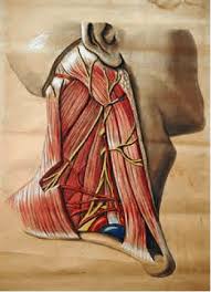 Related posts of anatomy of the back of the neck abdominal artery anatomy. Neck Anatomy Pictures Bones Muscles Nerves