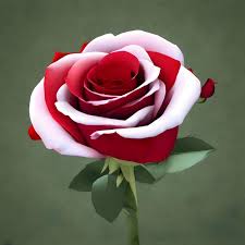 beautiful stunning rose red roses white