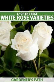 white rose varieties for the garden
