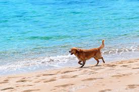 folly field beach dog friendly beach