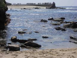 La Jolla Is For Lovers And Seals Donna Amis Davis