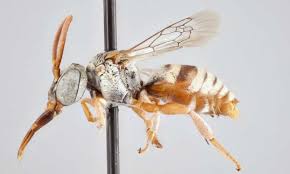 Researchers Identify 15 New Species Of Stealthy Cuckoo Bees