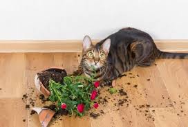 Which House Plants Are Safe For Your Kitty