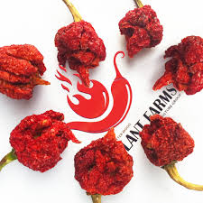 scorpion pepper whole pods 1lb