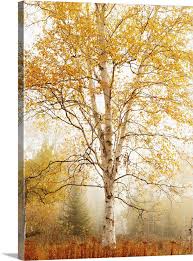 Birch Trees In Autumn Thunder Bay