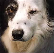 causes of canine conjunctivitis and