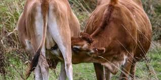 Can a cow drink its own milk?