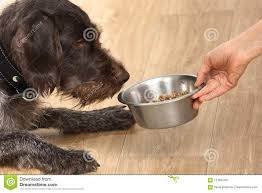 Résultat de recherche d'images pour "repas du chien"