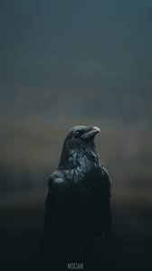 crow raven black bird darkness