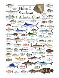 Fish Of The South Atlantic Coast Puzzle Fishing Fish