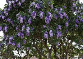 Densely flowered racemes of lavender to violet flowers that attract bees exposure: 5 Native Flowering Trees Of Central Texas Native Backyards