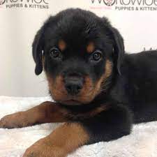 The dog was purchased under the pretense that he was a fully healthy and pedigree purebred husky. Rottweiler Puppies For Sale Worldwide Puppies And Kittens