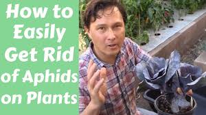get rid of aphids on plants