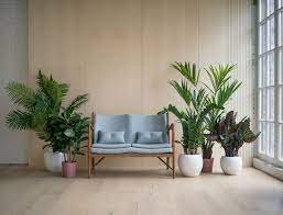 decorate the living room with plants