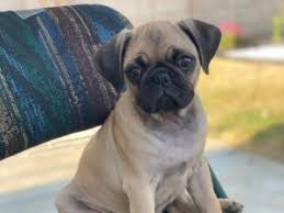 Pug puppies for sale select a breed. 4shdxkhfswawum