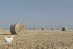 why-do-farmers-leave-hay-bales-in-the-field