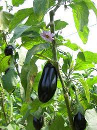 grow and care for eggplant in containers