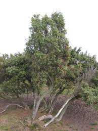 Juniperus communis - Wikipedia