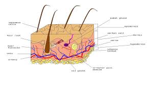 The human skin and its related structures are known as the integumentary system. Labelled Diagram Of The Integumentary System Search For Wiring Diagrams
