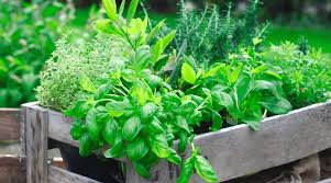 Homegrown Flavor Growing Your Own Herb