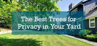 11 Best Privacy Trees Budget Dumpster