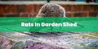 Rats In Garden Shed How To Get Rid Of