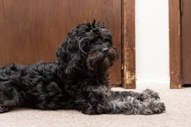 why dog is scratching walls 5 tips to
