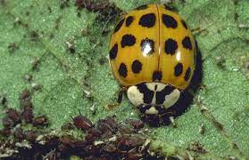 Lady Beetle Invasion Insects In The City