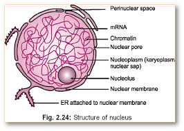 Do animal cells have a cell membrane. In An Animal Cell What Does The Nucleus Do Quora