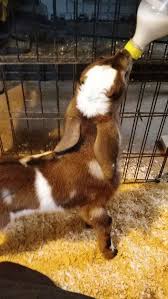 The Pros And Cons Of Bottle Feeding A Baby Goat Pethelpful
