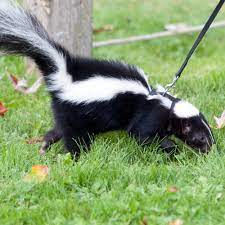 how to get rid of skunk smell in house